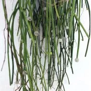 Rhipsalis baccifera