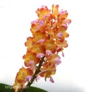 Rhynchorides Bangkok Sunset x Ascocenda Wilas