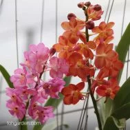 Rhynchorides Bangkok Sunset x Ascocenda Wilas