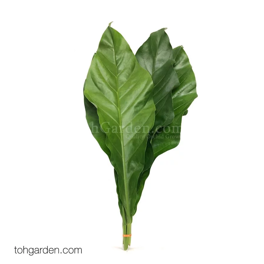 Xanthosoma Jungle Bush