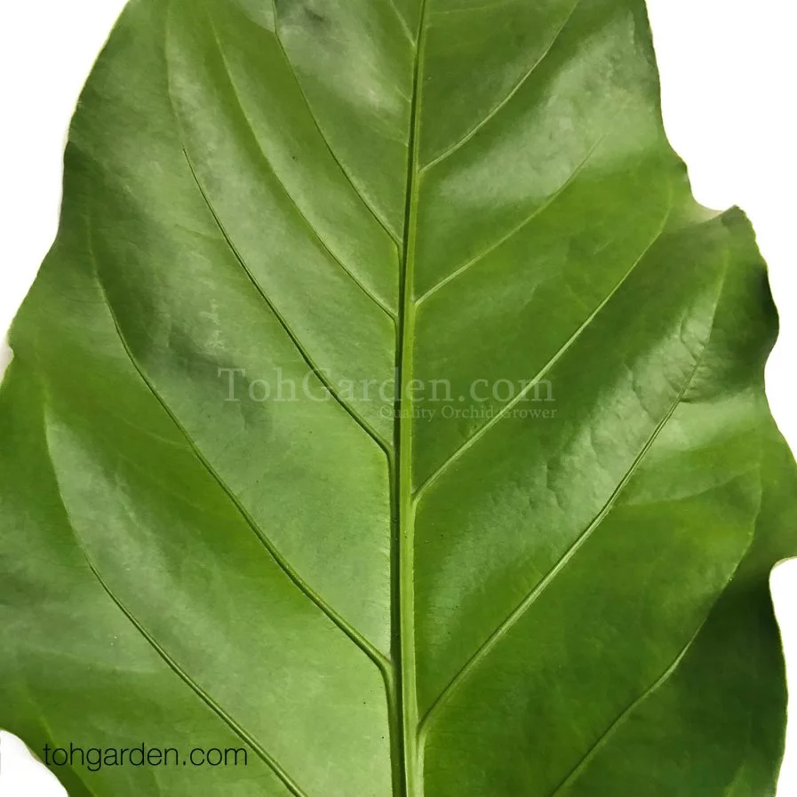 Xanthosoma Jungle Bush