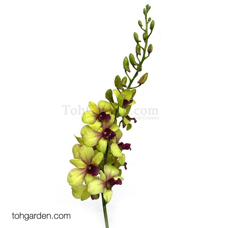 Dendrobium Burana Gold (20 stalks)