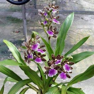 Zygopetalum hybrids