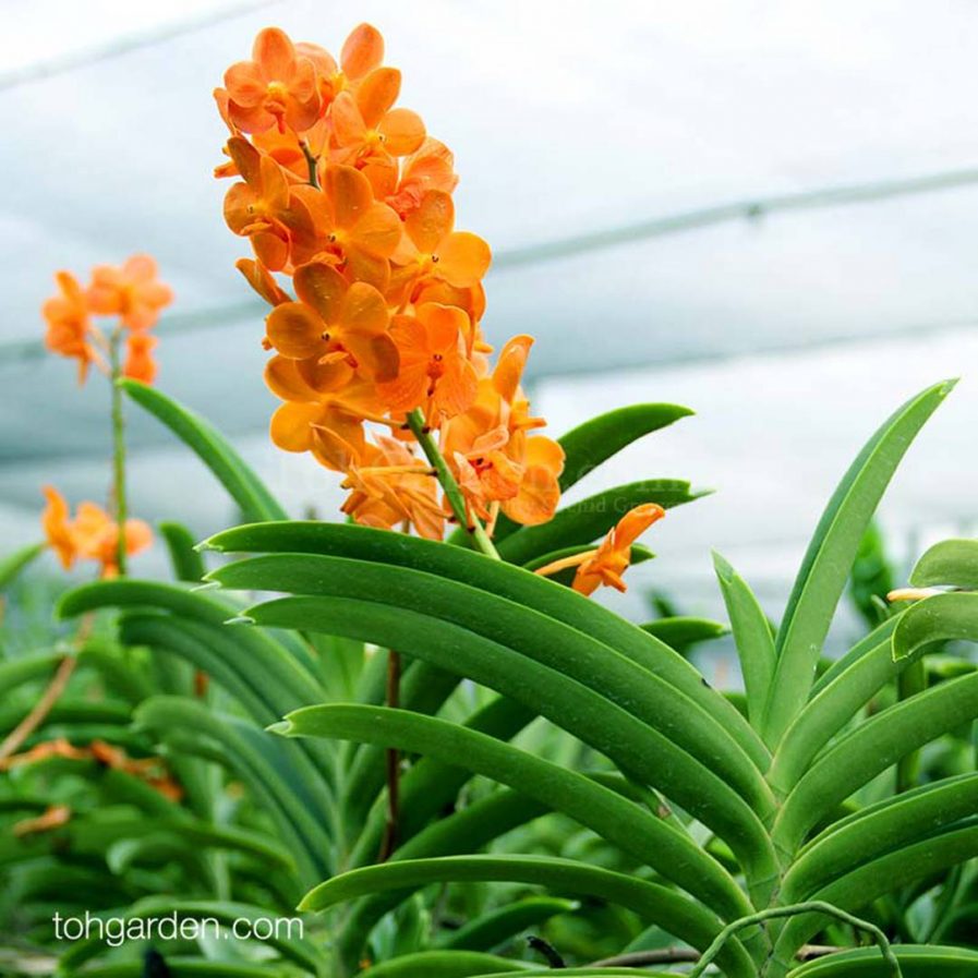 Vanda (Ascocenda) Suksamran Sunlight