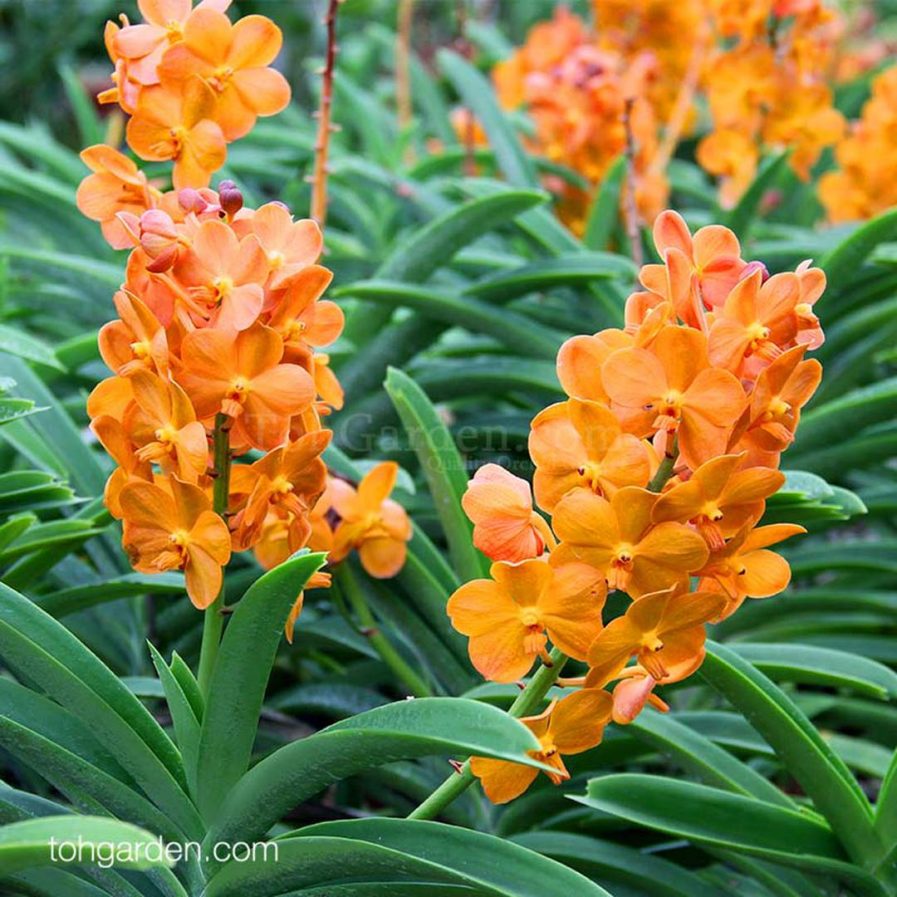 Vanda (Ascocenda) Suksamran Sunlight