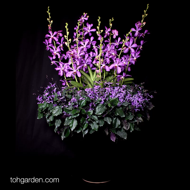 Aranda Richard Roe with Ajuga