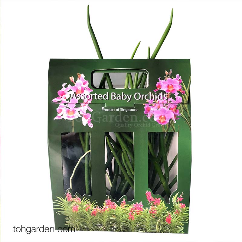 Baby Orchid Giftbox (Joaquim cuttings)