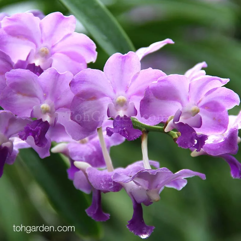 Vandachostylis Blue Sasicha