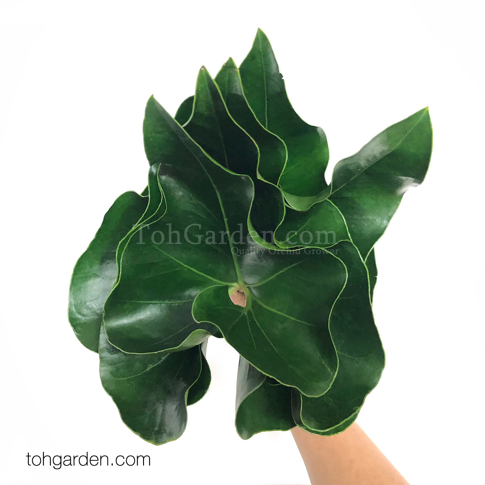 Caladium Green "Arrow Leaf"