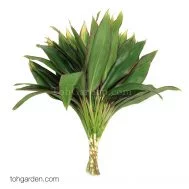 Cordyline terminalis 'Lemon Red'