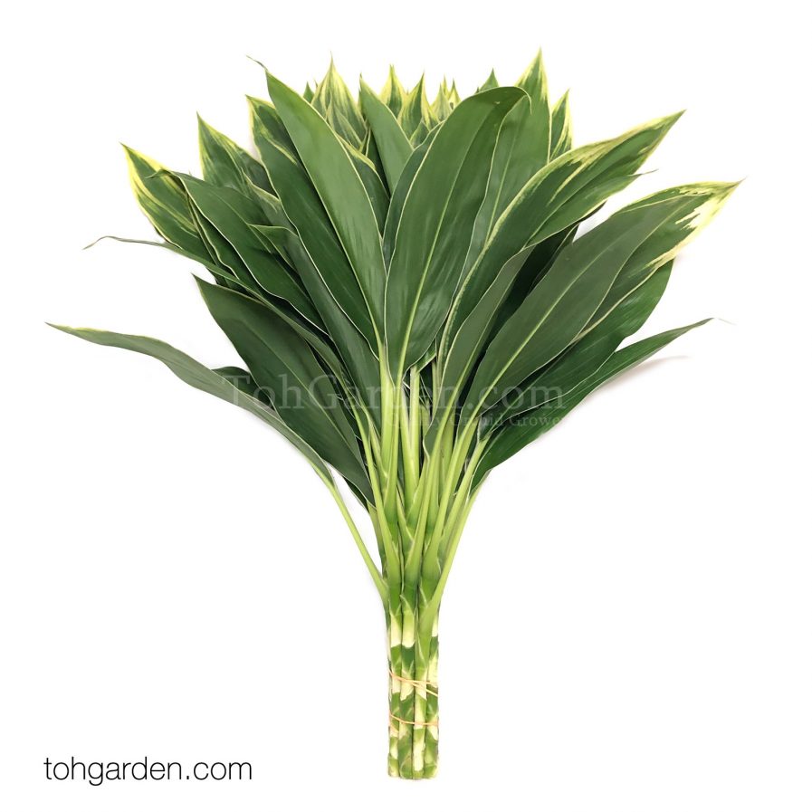 Cordyline terminalis 'Lemon White'