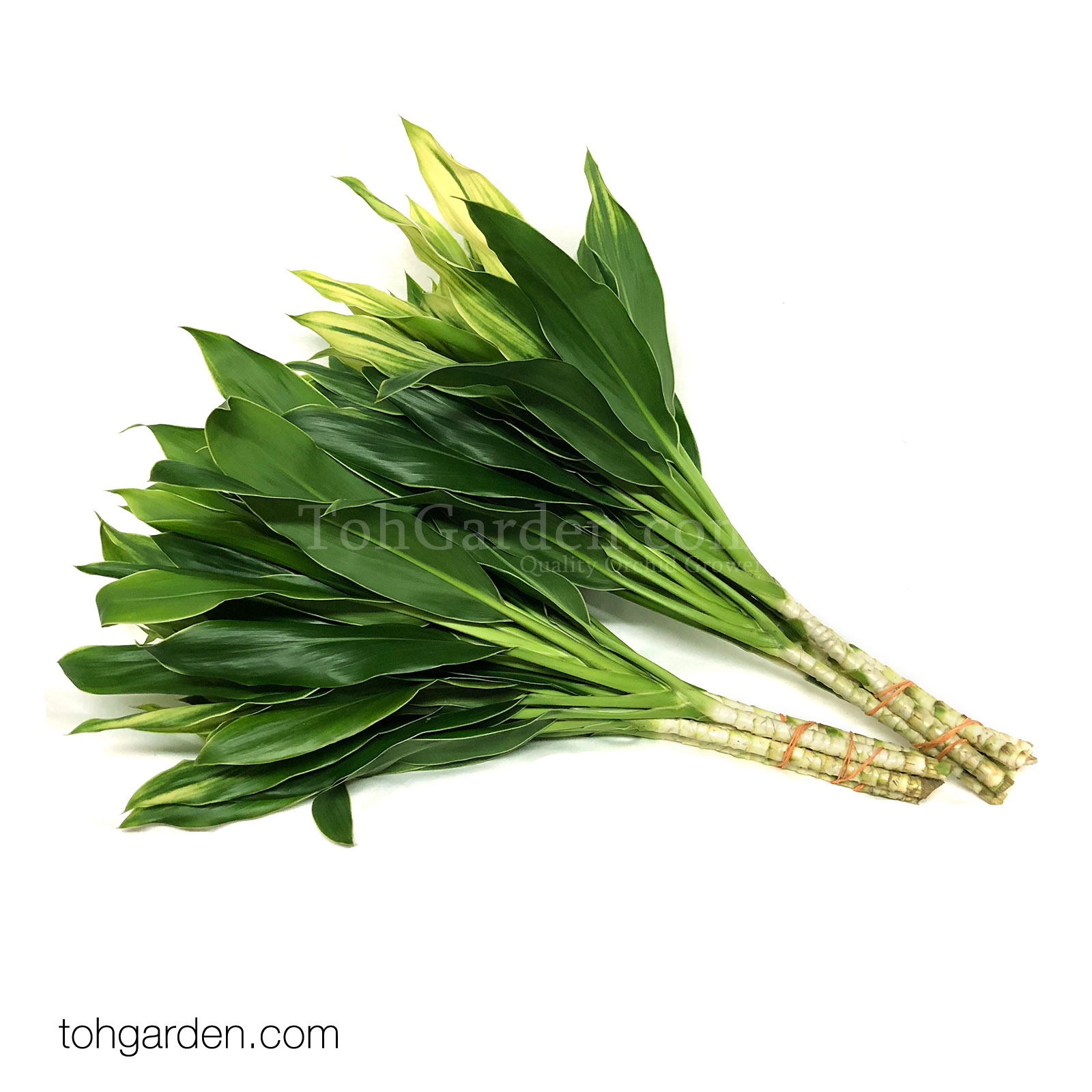 Cordyline terminalis 'Snow White'