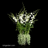 Dendrobium Snow White with Dischidia