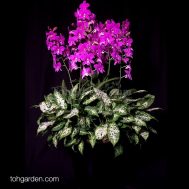 Dendrobium Mother Theresa with Compacta