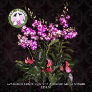 Dendrobium Eastern Vigor with Anthurium Marian Seefurthbin