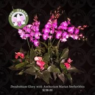 Dendrobium Glory with Anthurium marian seefurth