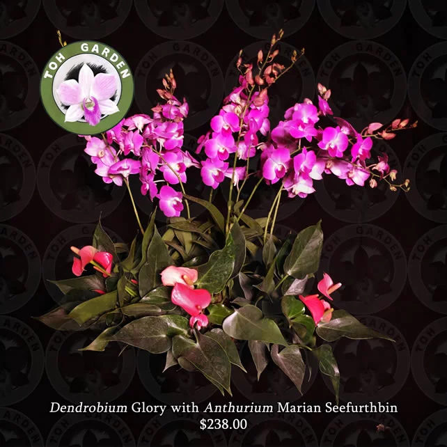Dendrobium Glory with Anthurium marian seefurth