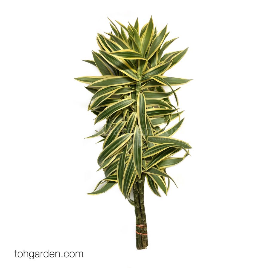 Dracaena reflexa 'Song of India'