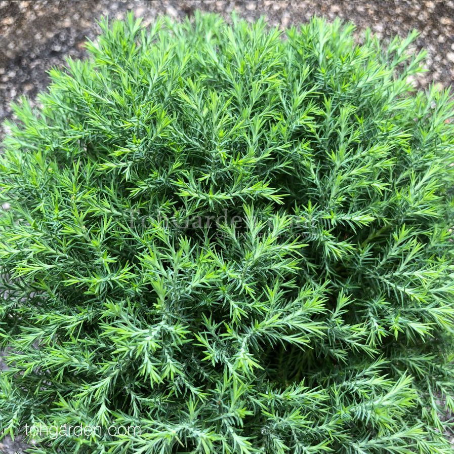 Green Cypress