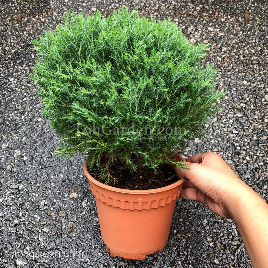 Green Cypress