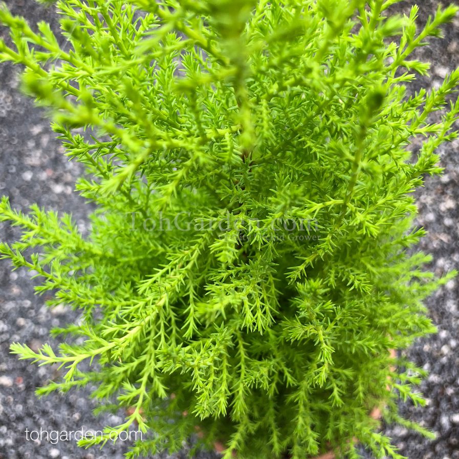 Lemon Cypress