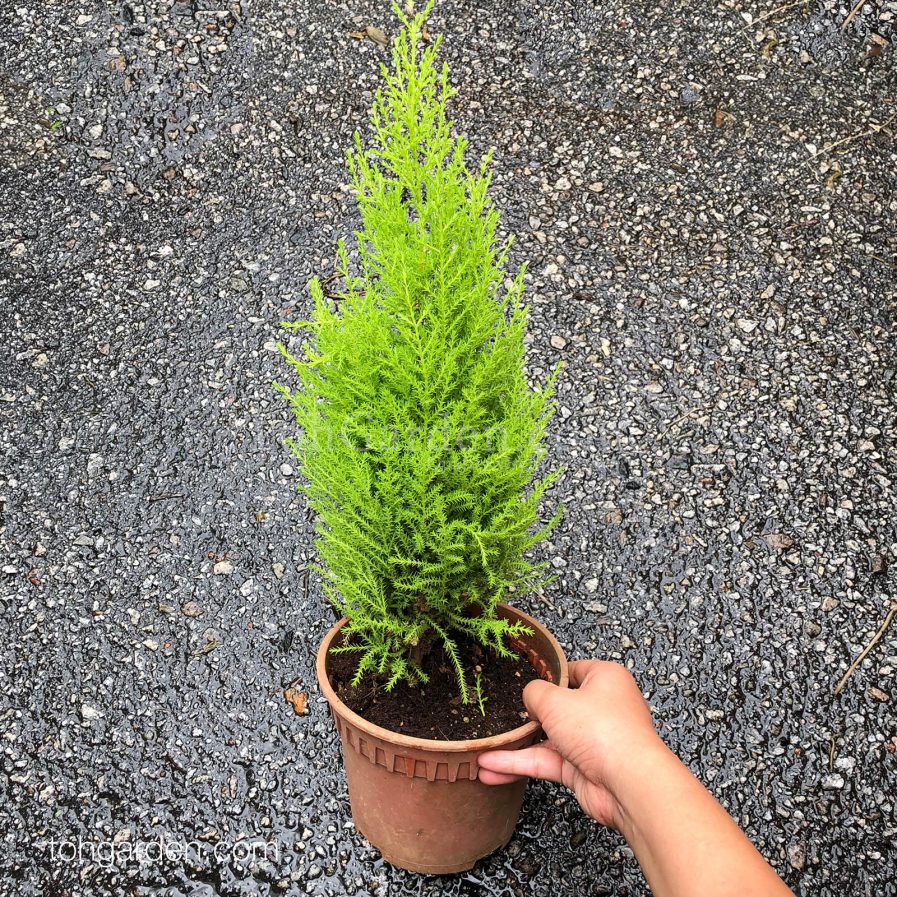 Lemon Cypress