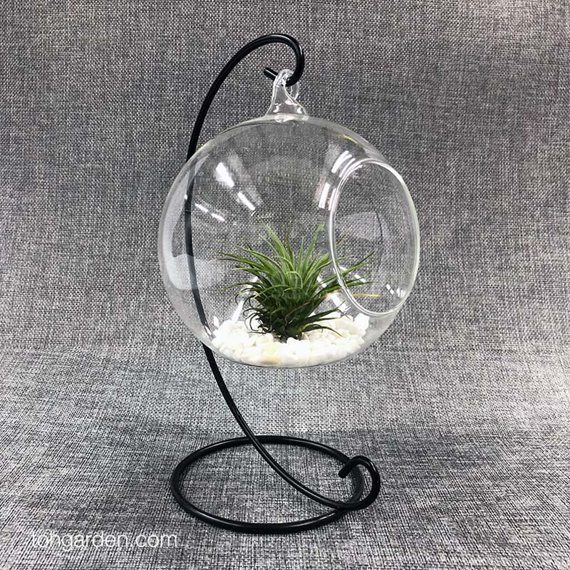 Create your own mini world with pebbles and plants. Available in 2 sizes: 12cm and 15cm in diameter. Optional: white or black metal stand 100% Handmade, High quality Material: Borosilicate heat-resistant glass Color: Transparent Size of mouth opening (small): 6.5cm, Flat: 4cm Size of mouth opening (large): 8cm, Flat: 6cm