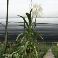 Vanda Nopporn White Diamond