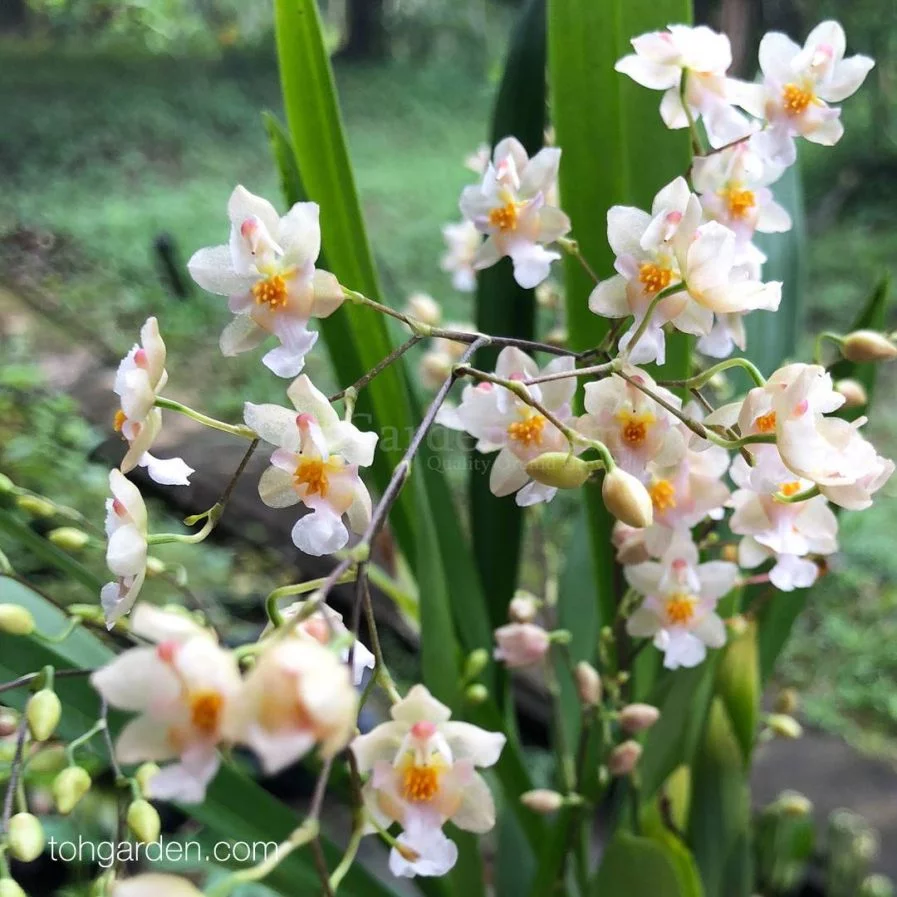 Oncidium Twinkle (White)