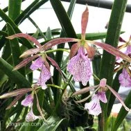 Encyclia Ginger Snap