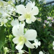 Dendrobium Shavin White