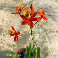 Epidendrum ibaguense (orange)