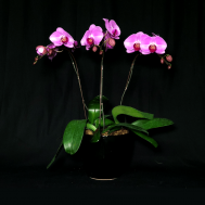 3-in-1 Novelty Pink Phalaenopsis
