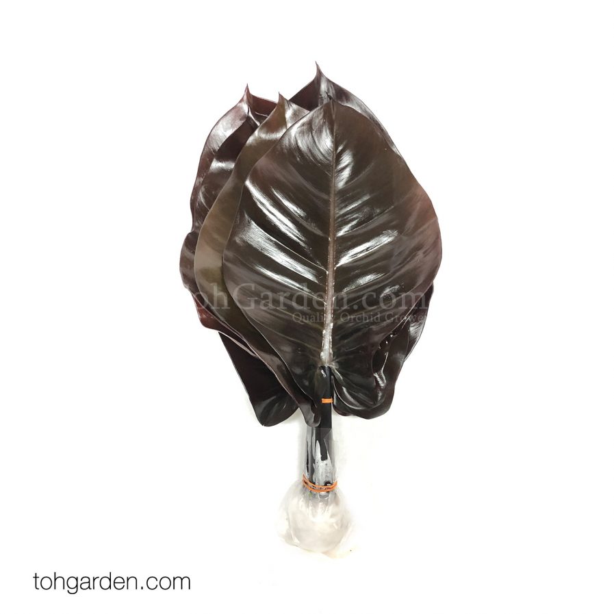 Philodendron Black Congo