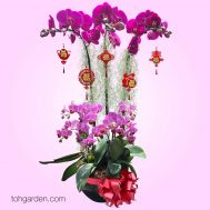 2020 CNY Phalaenopsis Special Red