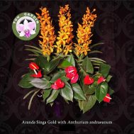 Singa Gold with red anthuriums