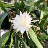 Epiphyllum hybrid