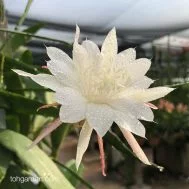 Epiphyllum hybrid