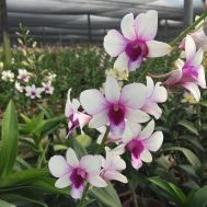 Dendrobium Hiang Beauty