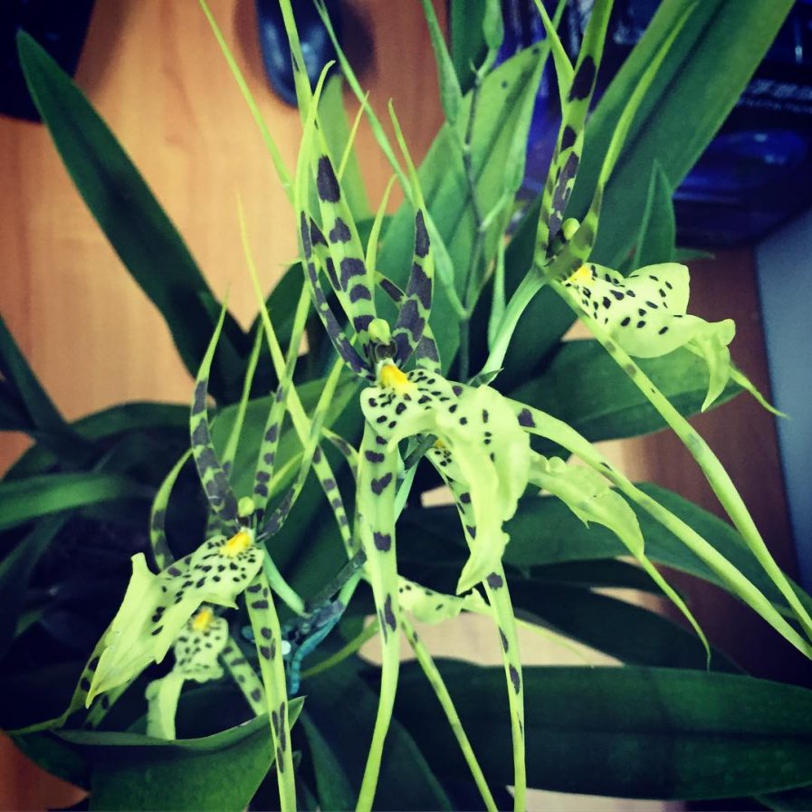 Brassia Rex