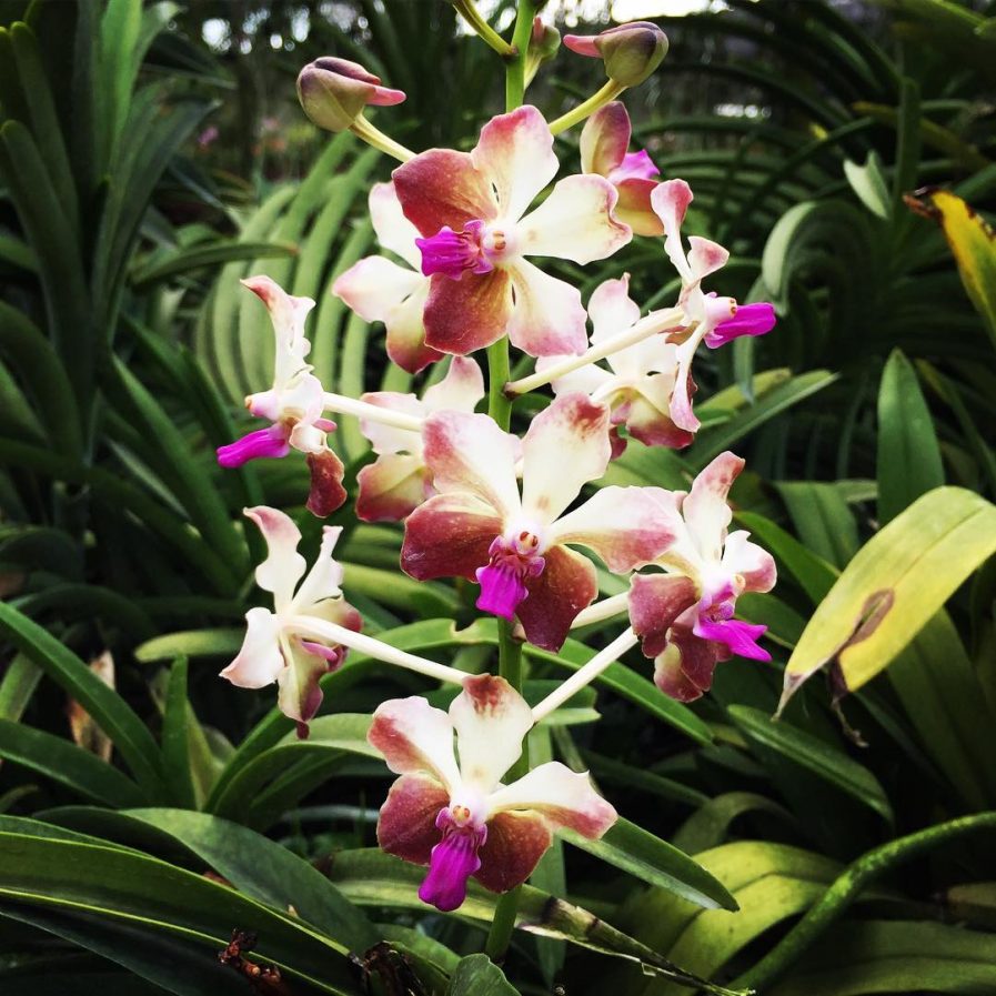 Vanda lamellata hybrid