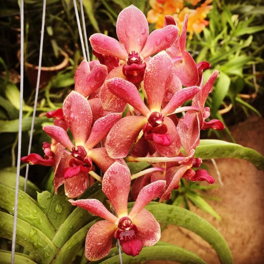 Rhynchostylis gigantea hybrid