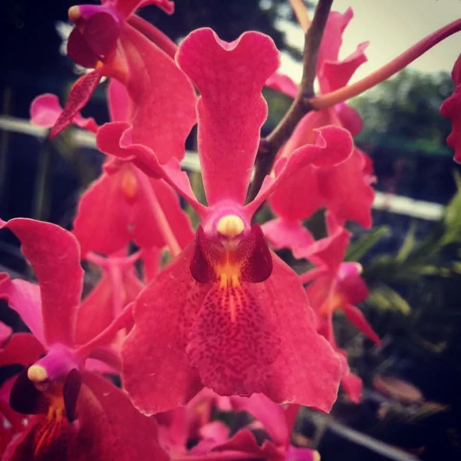 Renantanda Mandai Ruby