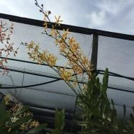 Aranthera Jame Storei Yellow