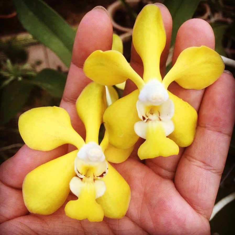 Vanda Ghana Kumar