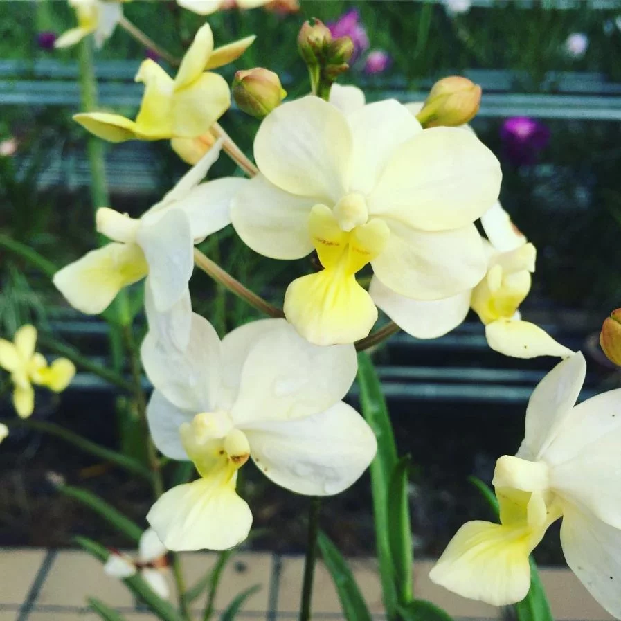 Tapropapilanda Candlelight