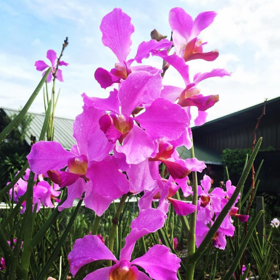 Papilionanda Leonard Reilly hybrid VT