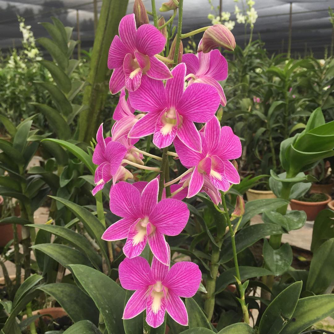 Dendrobium Mother Teresa (1997) | Toh Garden : Singapore Plants ...