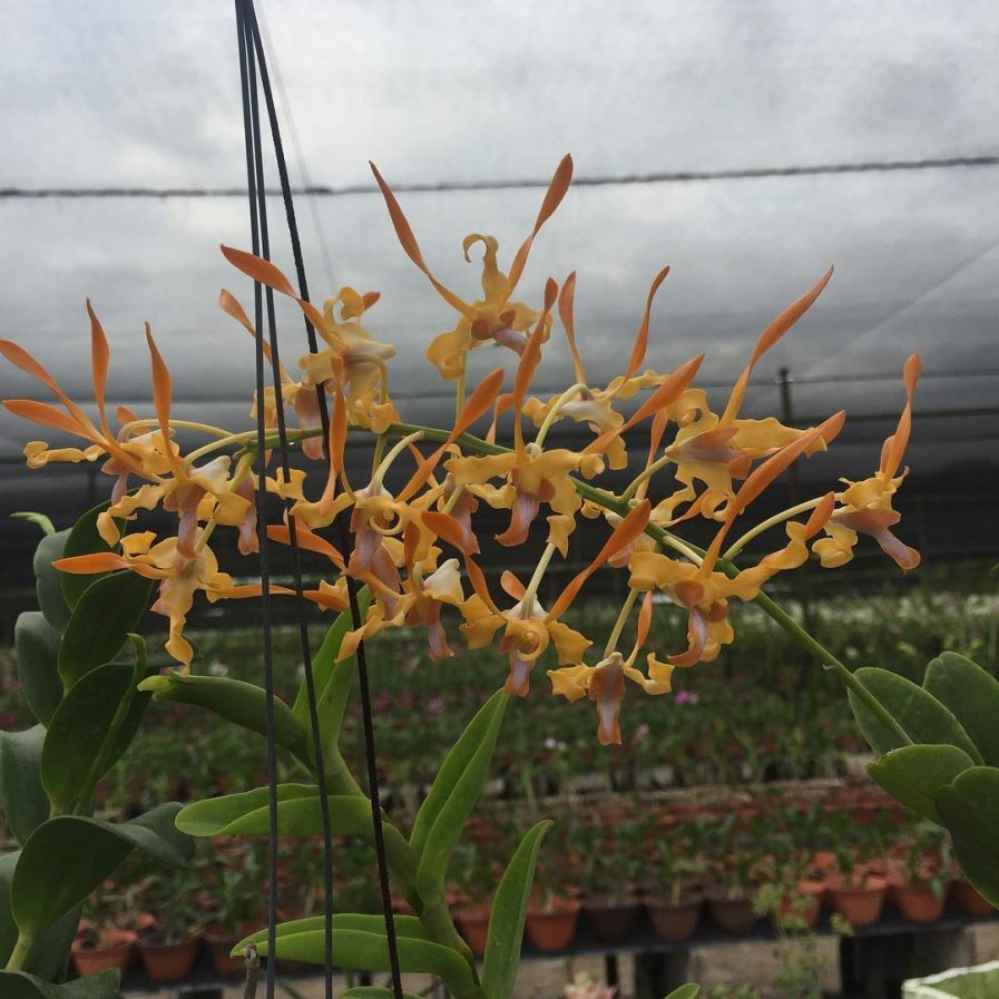 Dendrobium Malayan Orange