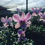 Dendrobium Shavin Splash